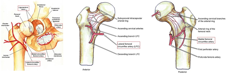 Illustration for article titled Could Modern Medicine Have Saved Bo Jackson's Career?